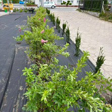 Przybyło zieleni. Przy szkole i GOK-u pojawiły się nowe nasadzenia